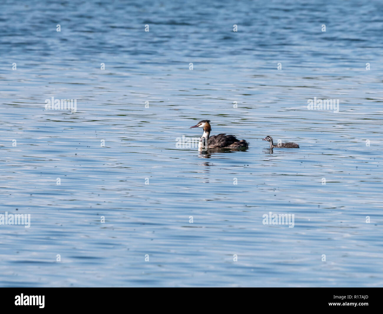 Svasso maggiore, Podiceps cristatus, piscina adulti con due giovani, Paesi Bassi Foto Stock