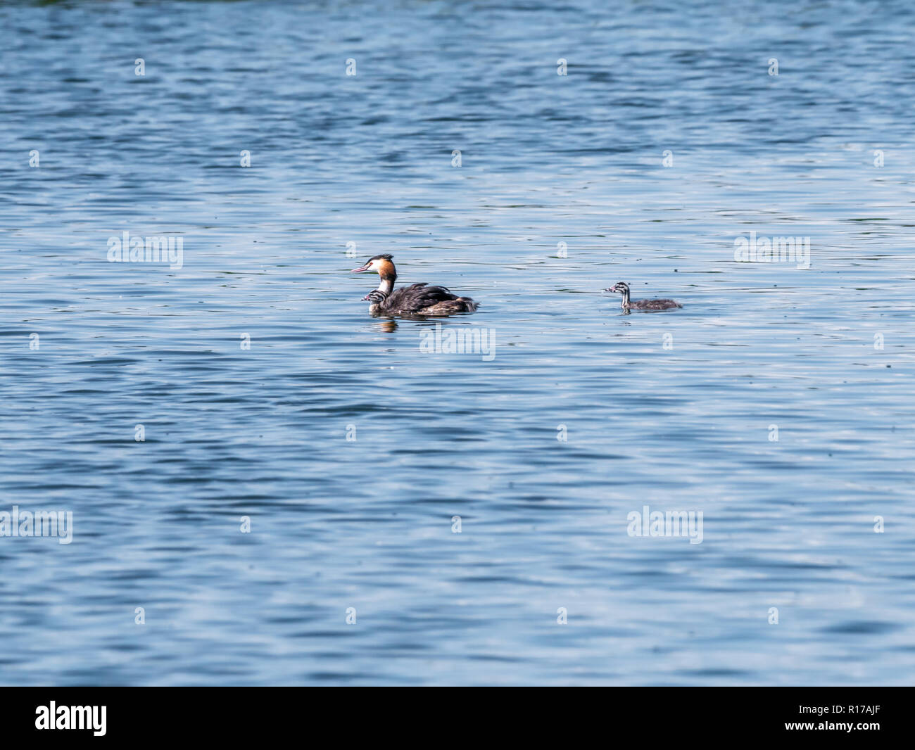 Svasso maggiore, Podiceps cristatus, piscina adulti con due giovani, Paesi Bassi Foto Stock