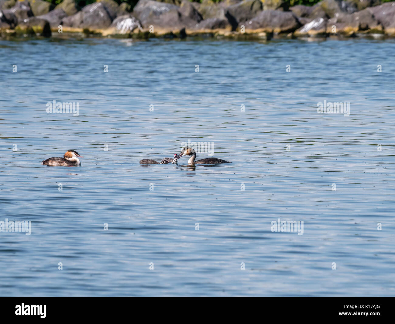 Svasso maggiore, Podiceps cristatus, adulto Alimentazione di pesci di novellame, Paesi Bassi Foto Stock