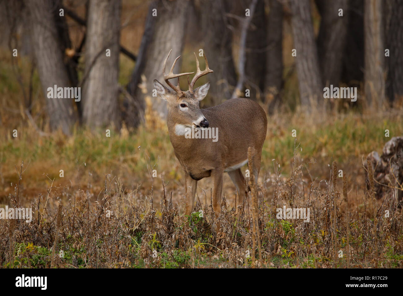 White-tailed deer buck in caduta in Colorado prato boschivo Foto Stock