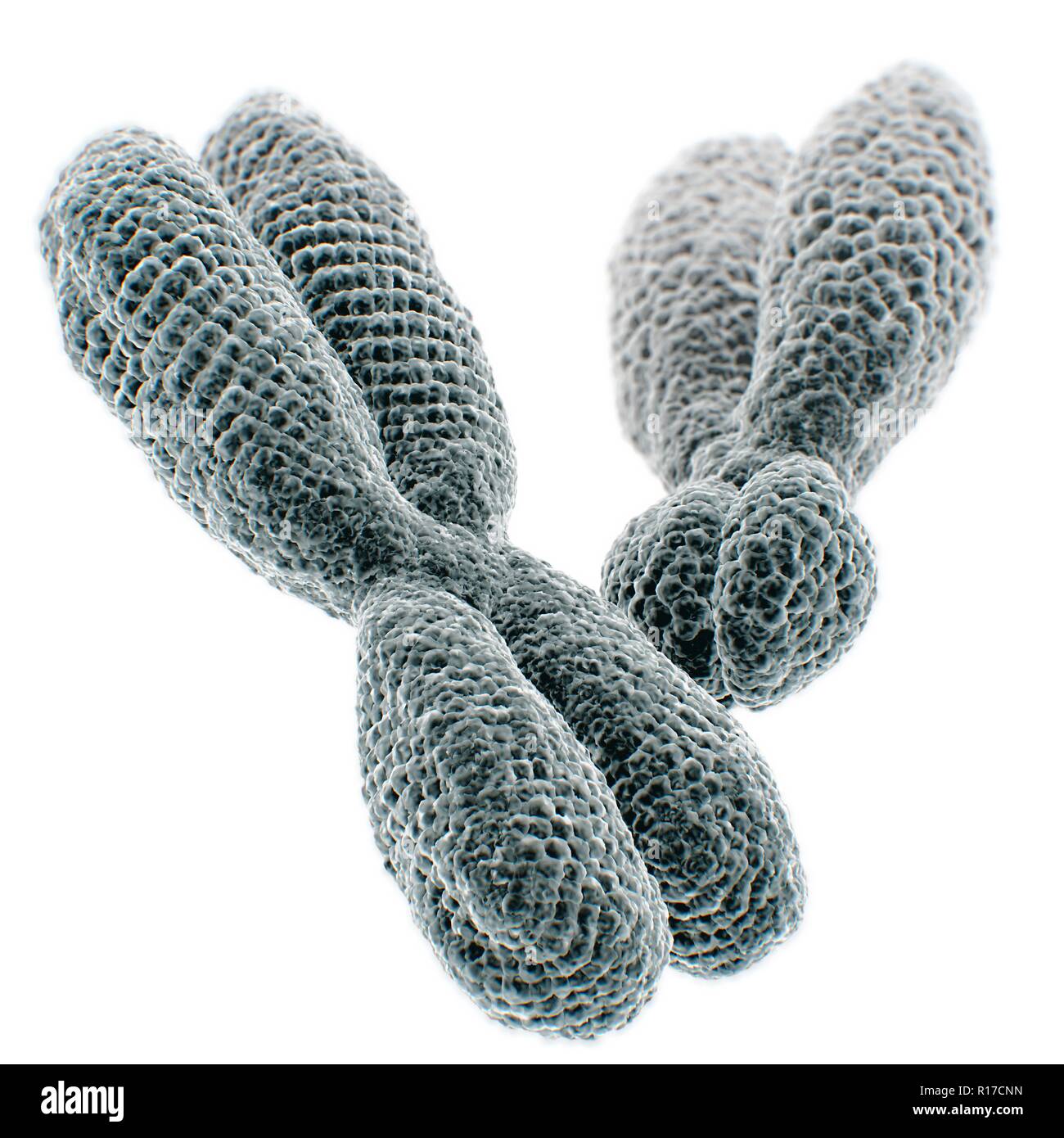 Close up di cromosomi XY su sfondo bianco. 3D'illustrazione. Foto Stock