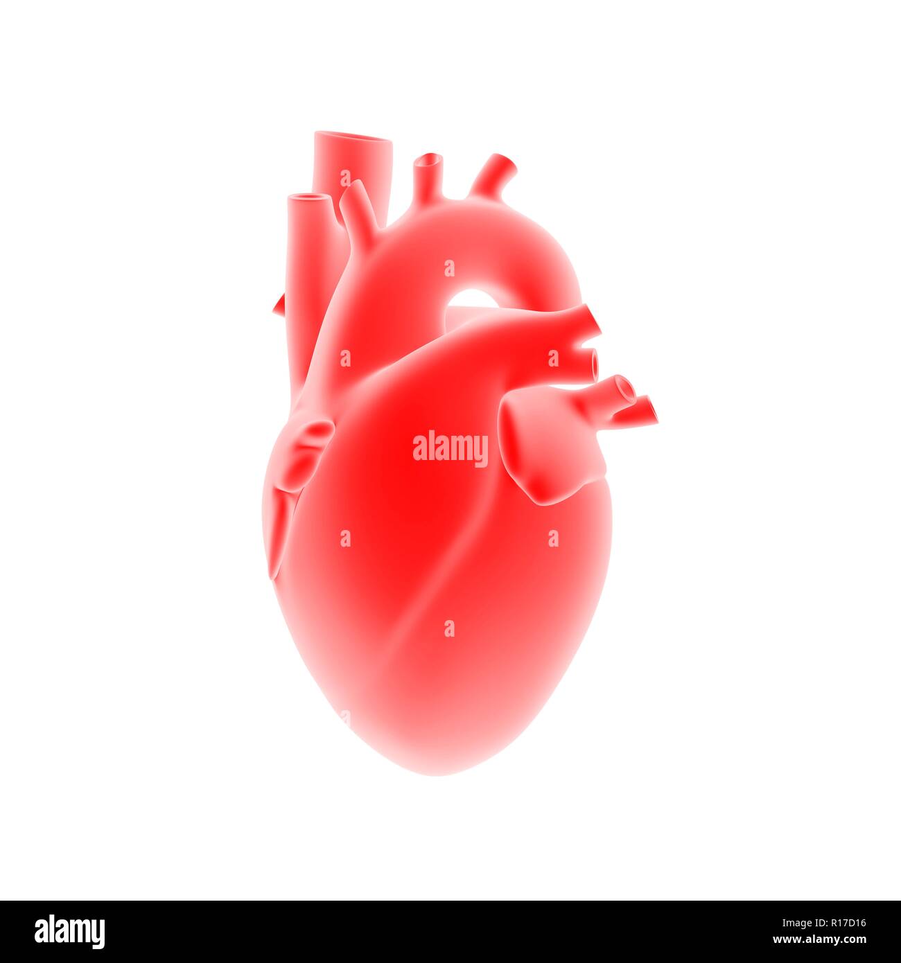 Modello anatomico del cuore umano isolato su sfondo bianco. 3D'illustrazione. Foto Stock