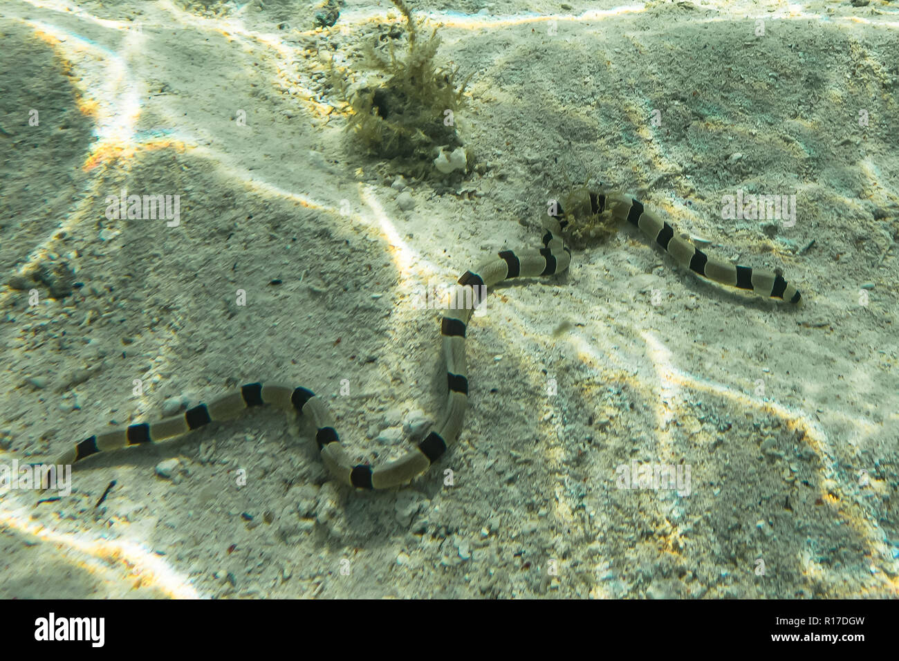 La fotografia subacquea. Nastrare Snake Anguilla. Zanzibar, Tanzania. Foto Stock