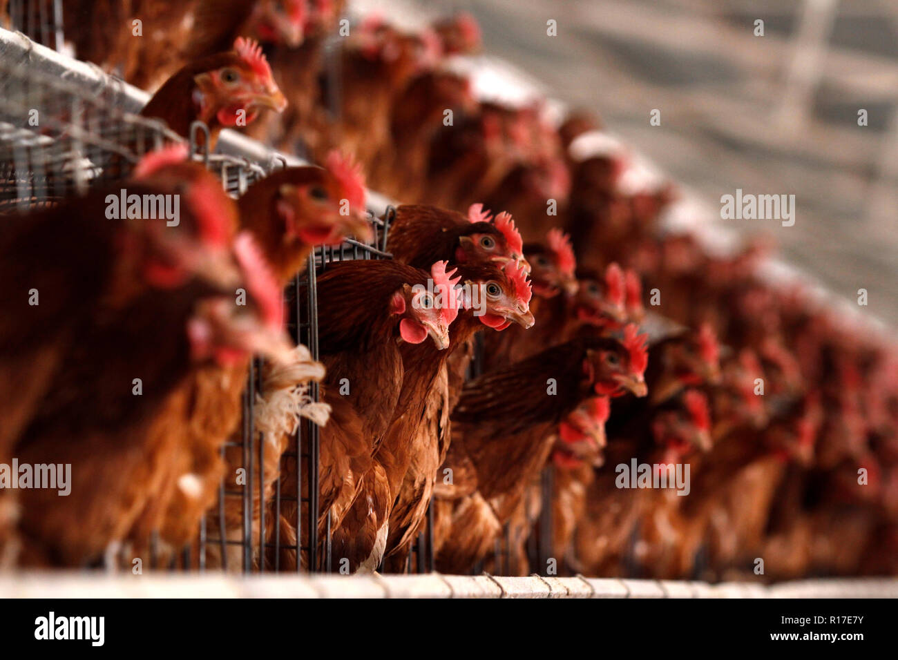 MENDOZA, Argentina, 13 agosto 2014. Incubatoio di pollo Pollame dedicata alla produzione di uova, Luzuriaga della città di Maipú, Mendoza. Foto: Axel Llore Foto Stock