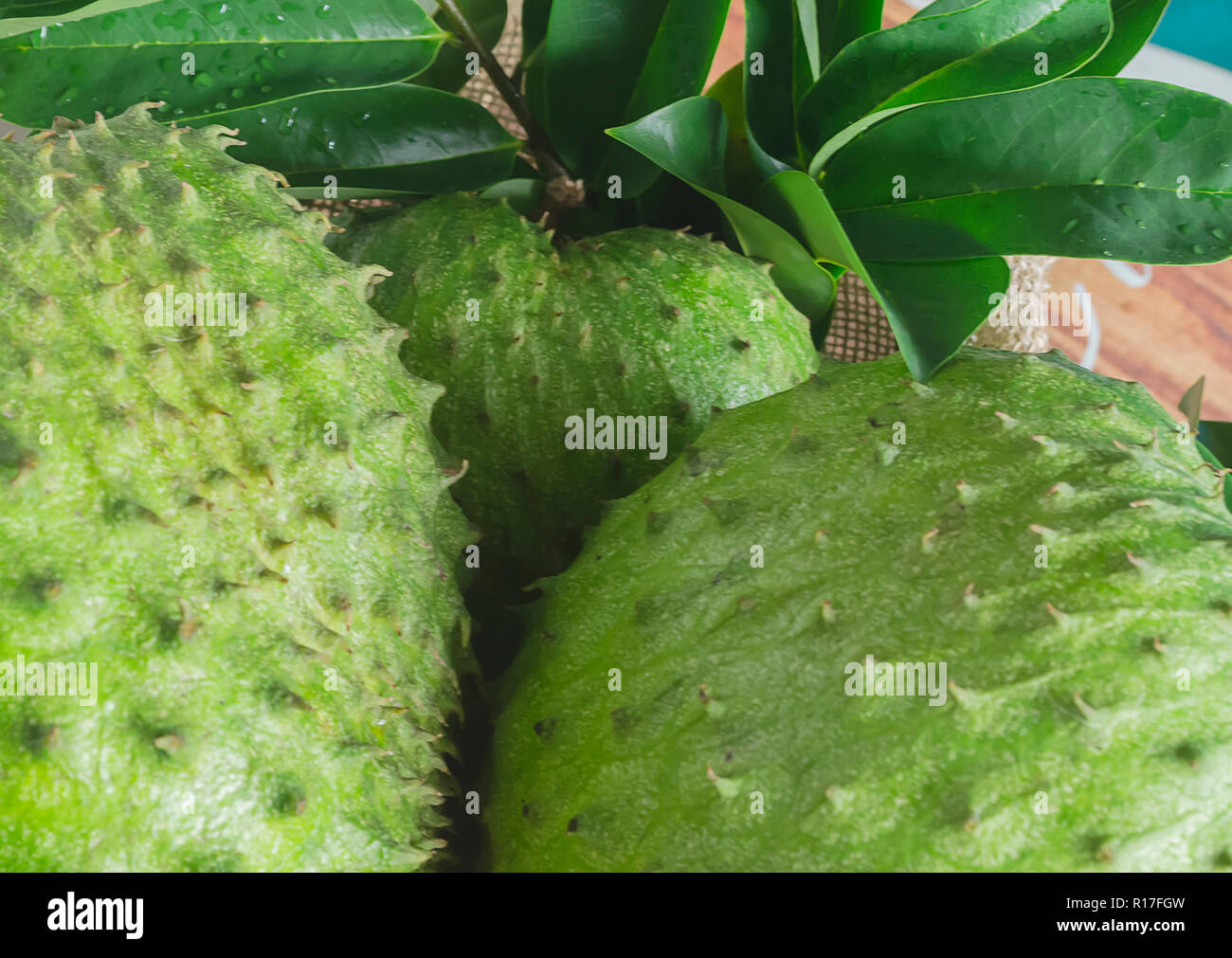 Anche Soursop graviola, guyabano è frutto di Annona muricata, a latifoglie, fioritura, Albero sempreverde Foto Stock