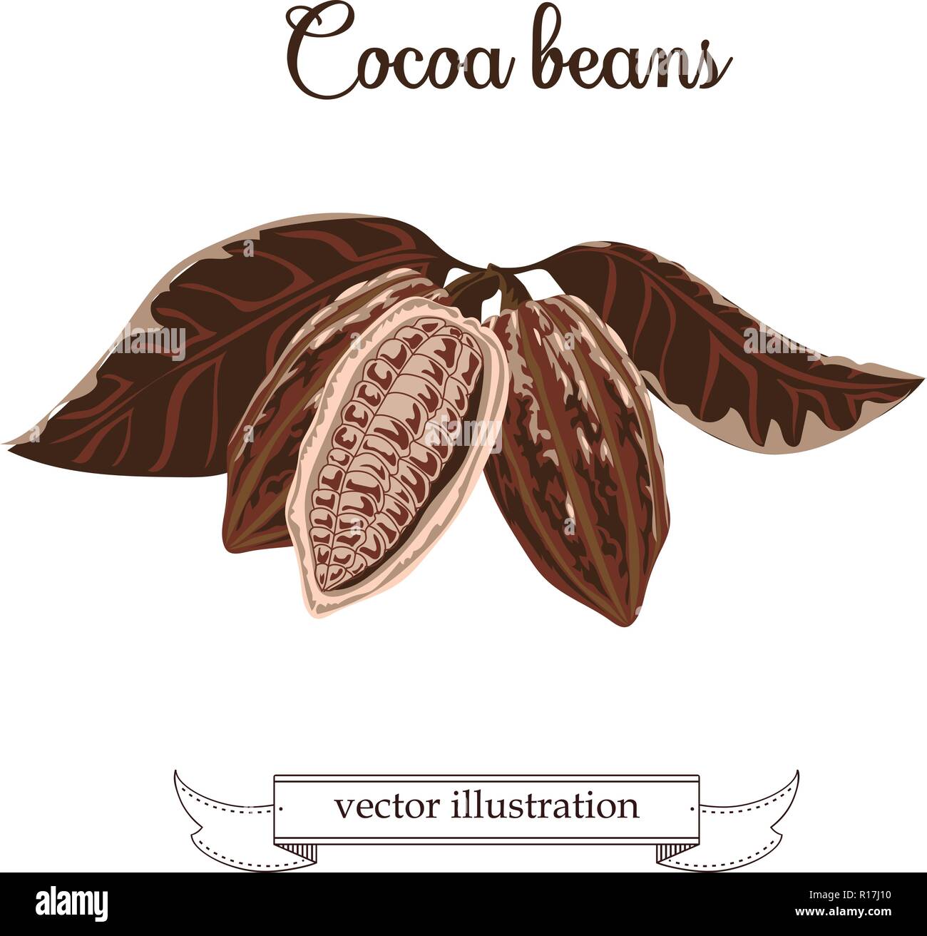 Le fave di cacao illustrazione. Il cioccolato fave di cacao. Illustrazione Vettoriale Illustrazione Vettoriale