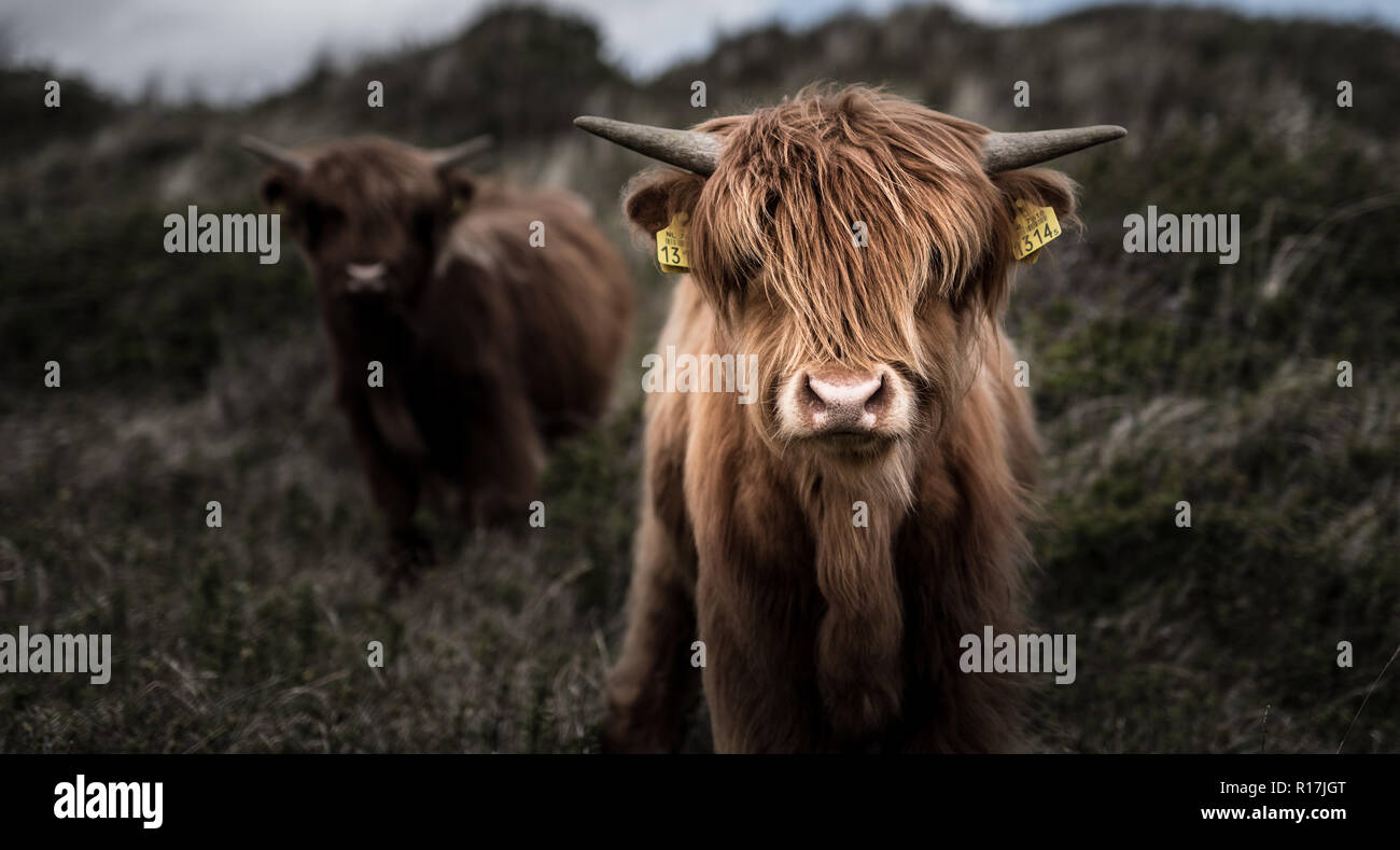 Bestiame scozzese dell'altopiano in forte di uno sfondo sfocato Foto Stock