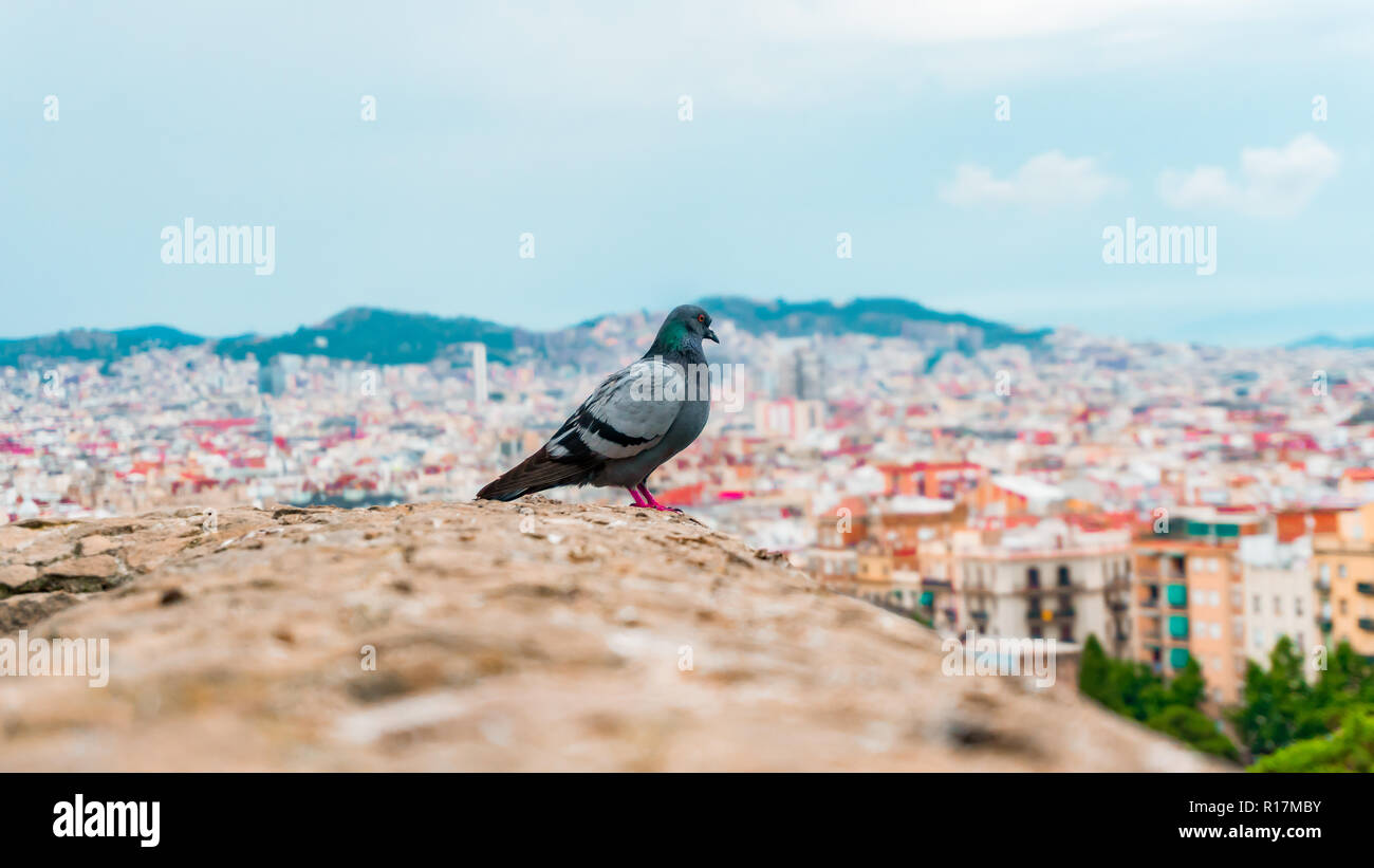 Appena visto questo piccione sulla sommità dell'edificio da Barcellona. È come guardare la città intera. Mi piace il modo in cui egli guarda la città da soli. Foto Stock