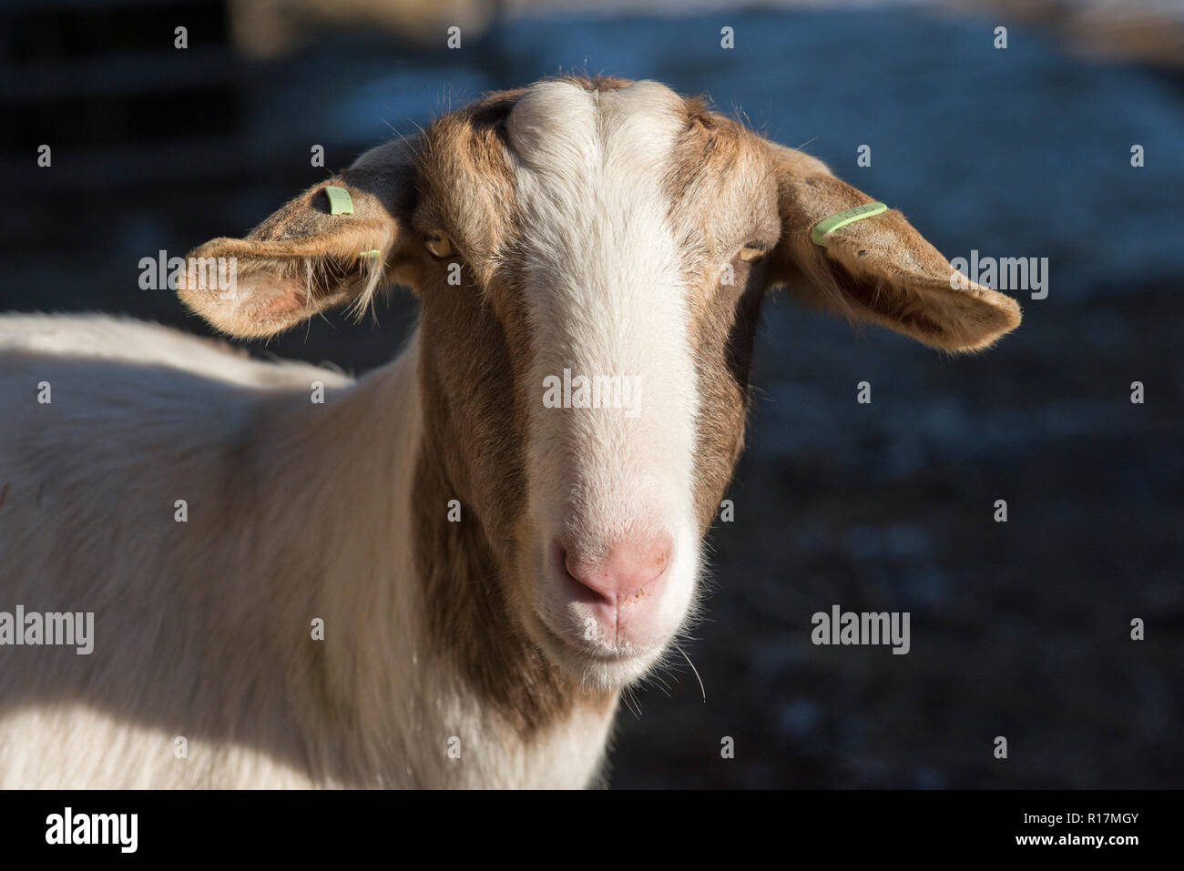 Croce boera capra con marchi auricolari, progenie di mungere le capre mantenuta ad un pet, Berkshire, Febbraio Foto Stock