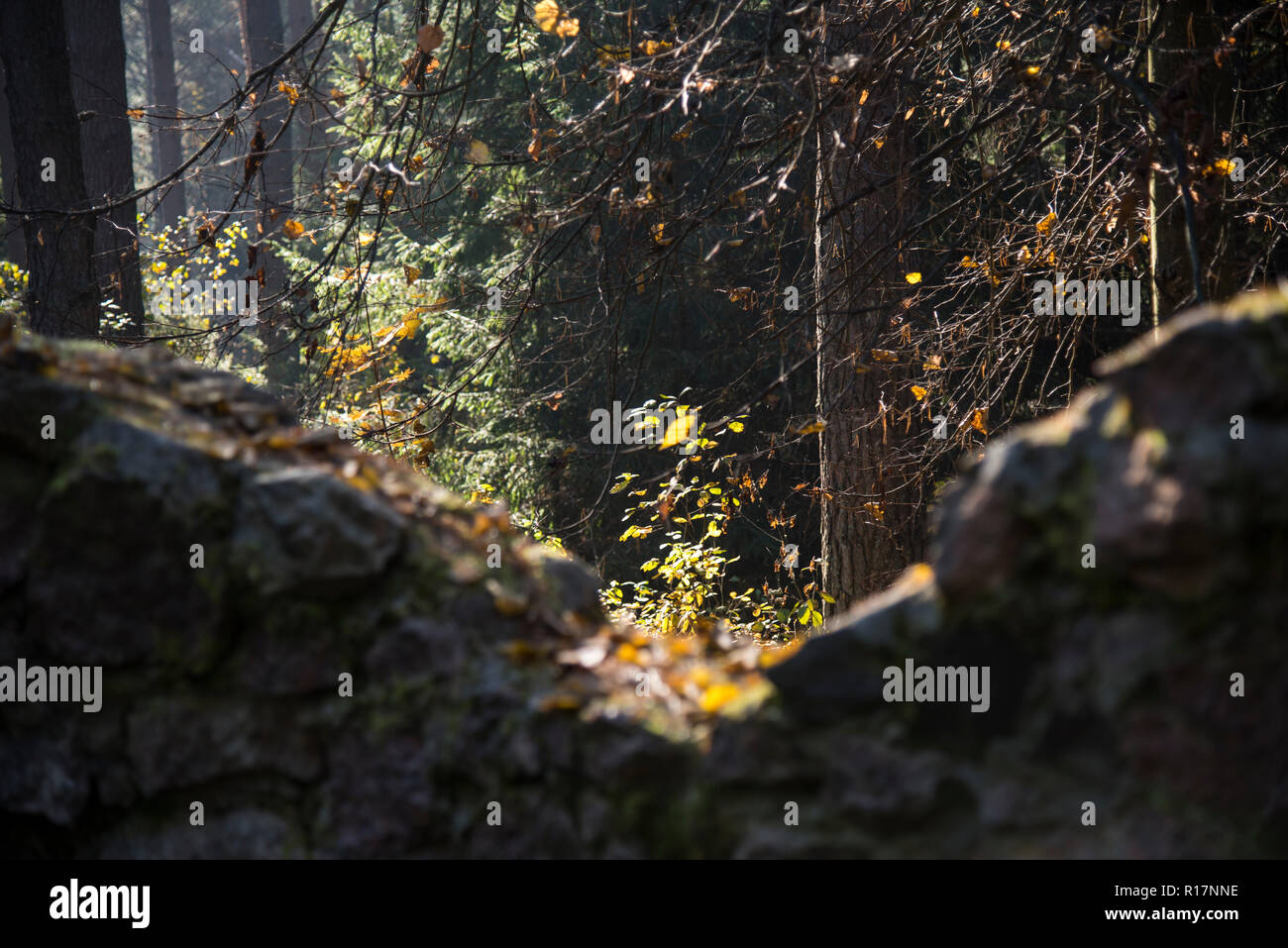 Luogo di potere, ecumenismo, foresta, fonte di fede, Foto Stock