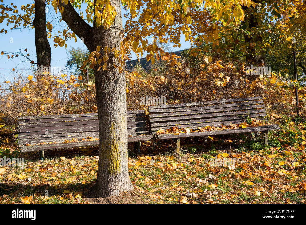 Paesaggio autunnale, parco, panche coperto con foglie, albero, caduta di foglie di autunno, bel clima autunnale, sole, Foto Stock