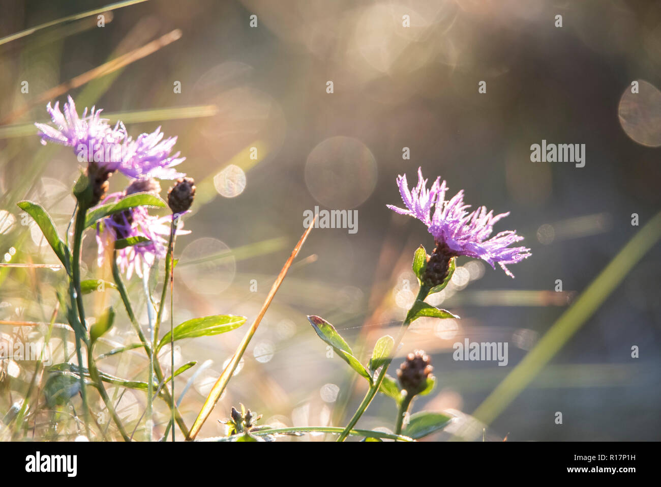 Il tarassaco, luce, riflessi, prato, fiori di prato, villaggio, paesaggio, natura, bokeh di fondo Foto Stock
