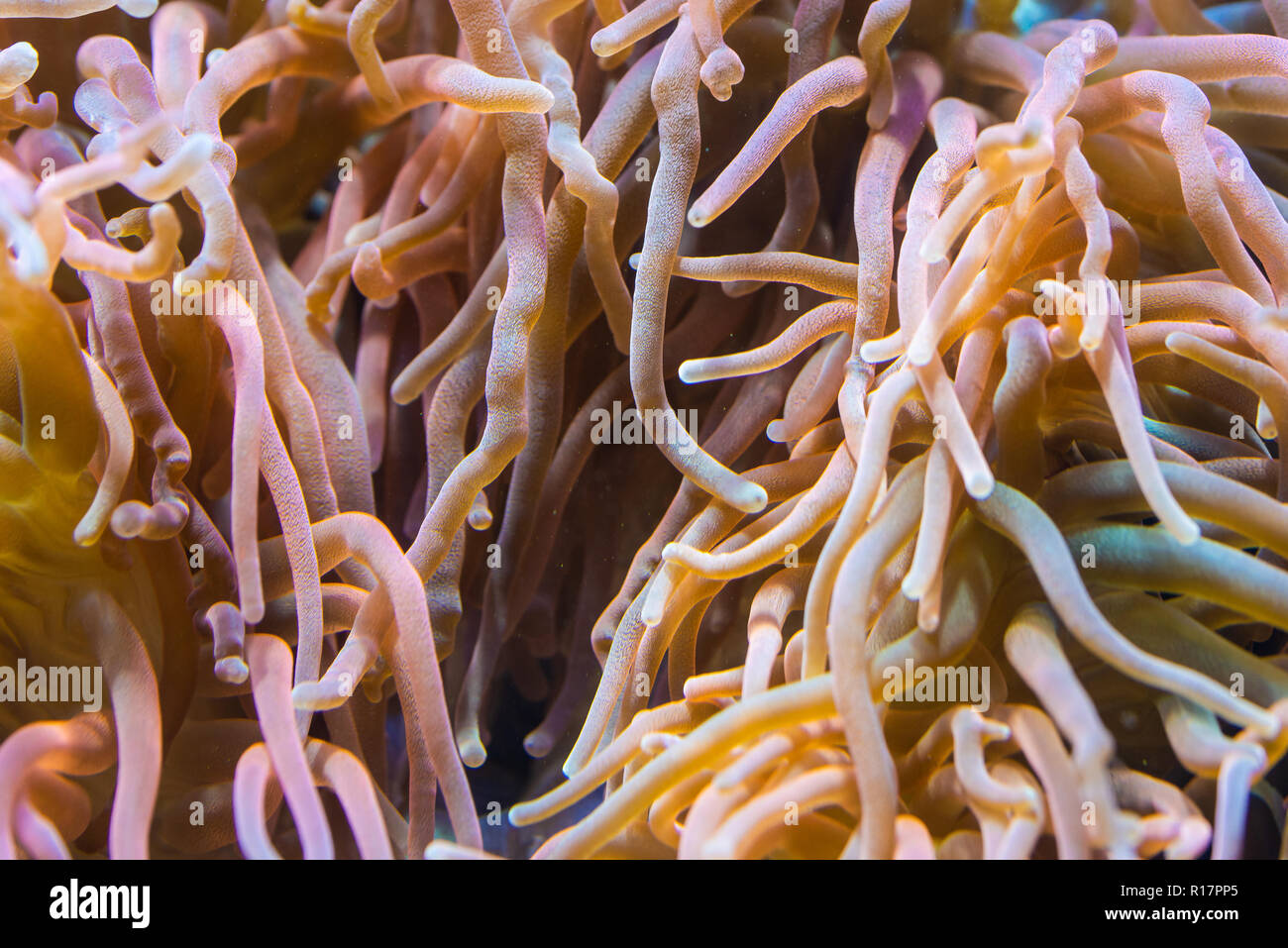 Anemone Heteractis magnifica, colorati tentacolo lungo Anemone Foto Stock