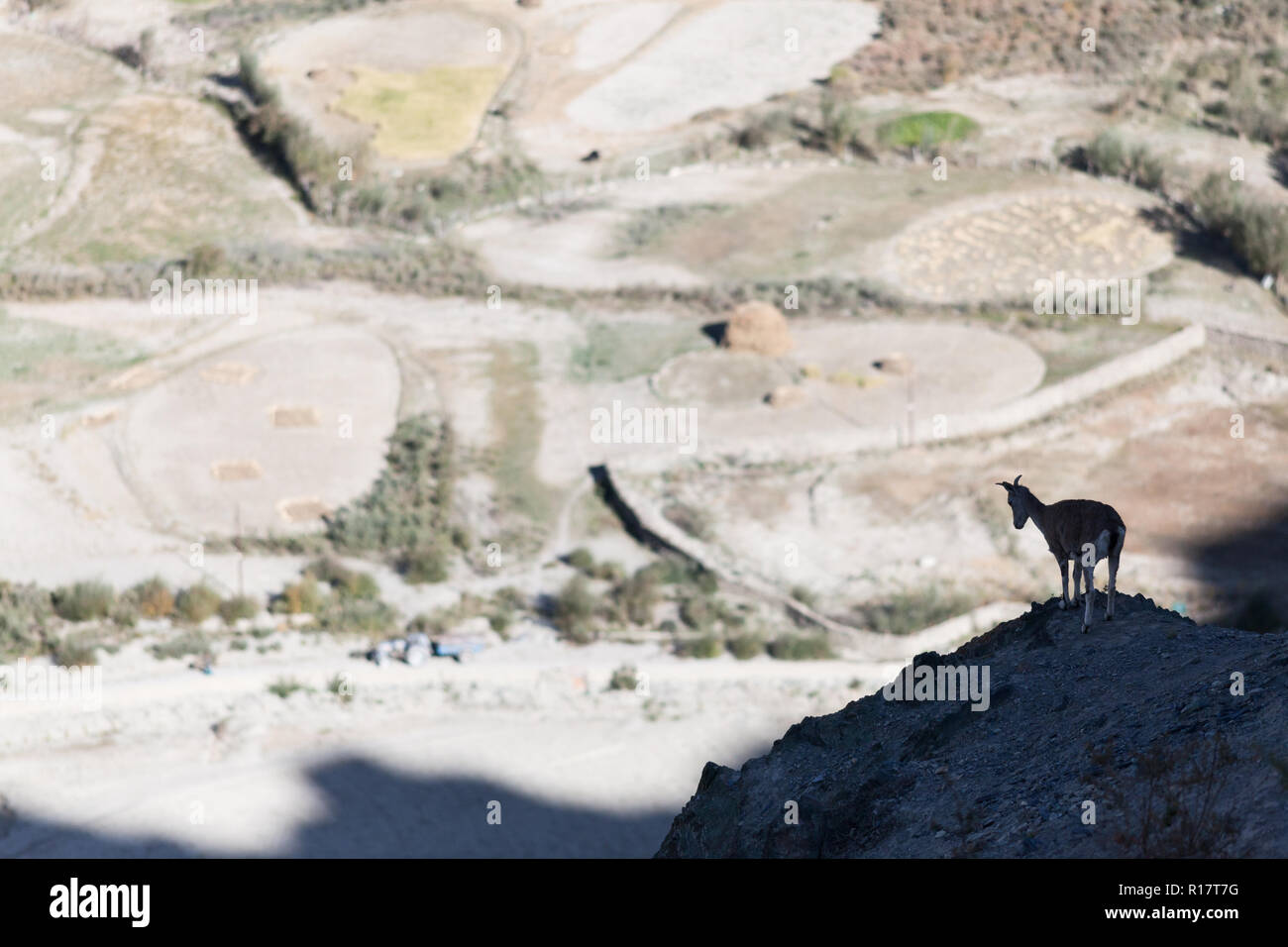 Il bharal (noto anche come pecora blu) e campi di Stongdey village (in background), Zanskar, India Foto Stock