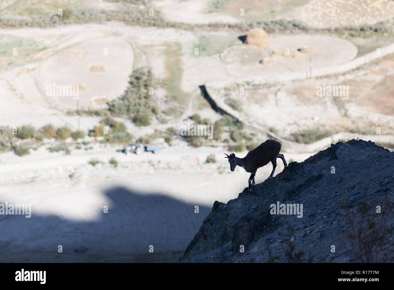 Il bharal (noto anche come pecora blu) e campi di Stongdey village (in background), Zanskar, India Foto Stock