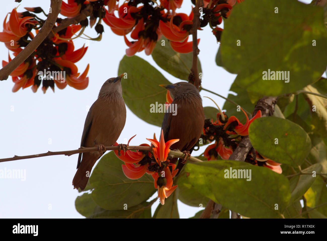 Chestnut-tailed Starling localmente chiamato Kath Shalik. Dacca in Bangladesh. Foto Stock