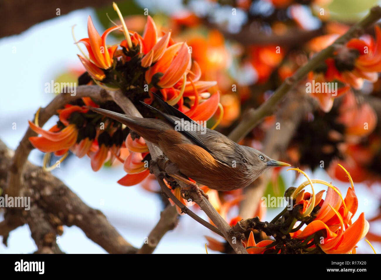 Chestnut-tailed Starling localmente chiamato Kath Shalik. Dacca in Bangladesh. Foto Stock