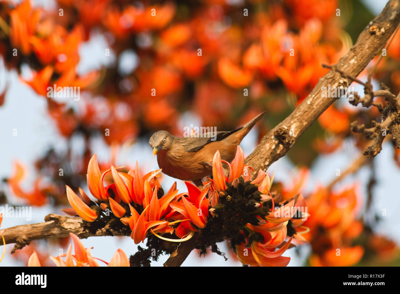 Chestnut-tailed Starling localmente chiamato Kath Shalik. Dacca in Bangladesh. Foto Stock