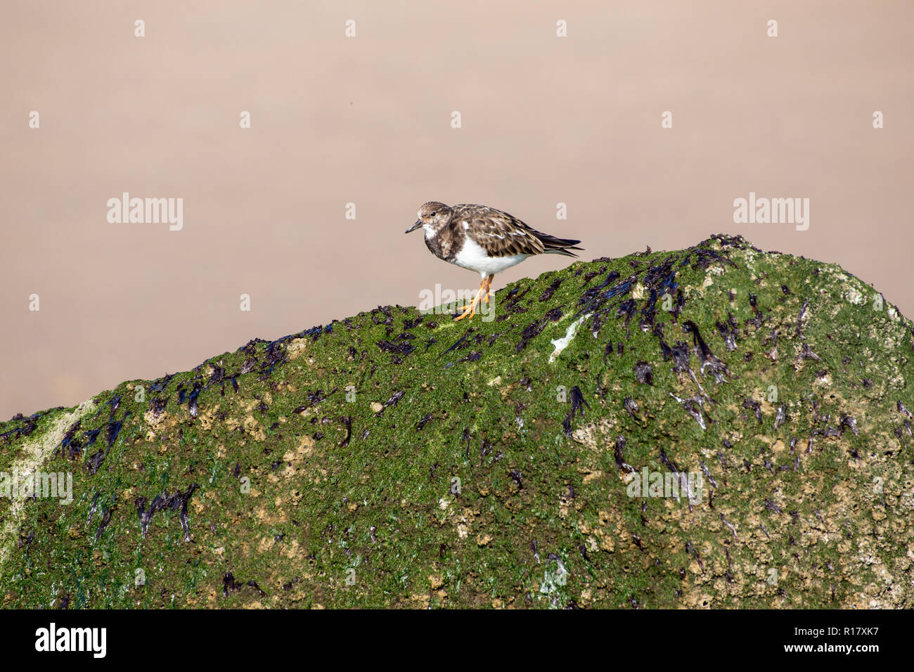Un singolo Turnstone (Arenaria interpres) bird foraggio per i prodotti alimentari su alga/ moss ricoperta di rocce. Prese sulla spiaggia a Prestatyn, Galles del Nord, Regno Unito 2018 Foto Stock