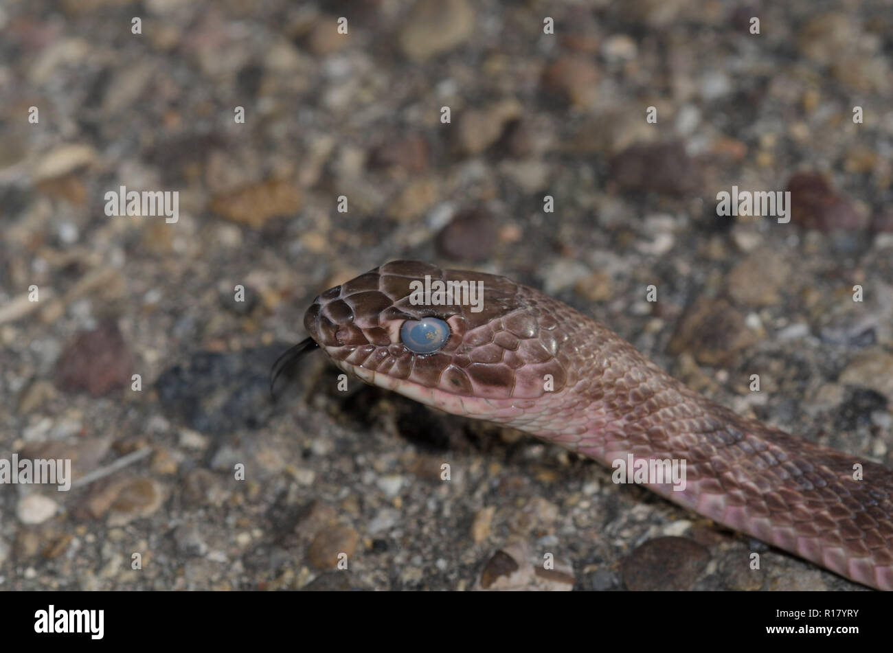 Western Coachwhip, Coluber flagello, in pre-condizione molt spostando la linguetta Foto Stock