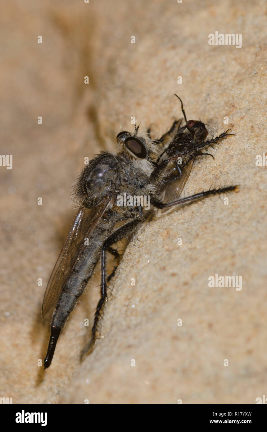 Robber Fly, Efferia sp., con volare, ordine Ditteri, preda. Foto Stock