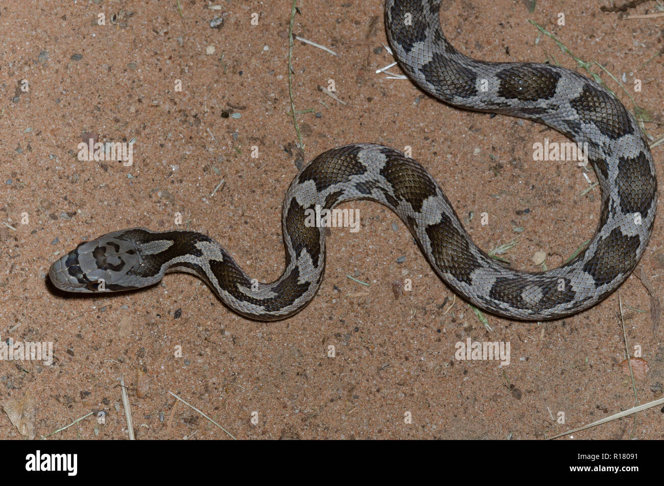 Il nero Biacco, Pantherophis obsoletus, individuo giovane Foto Stock