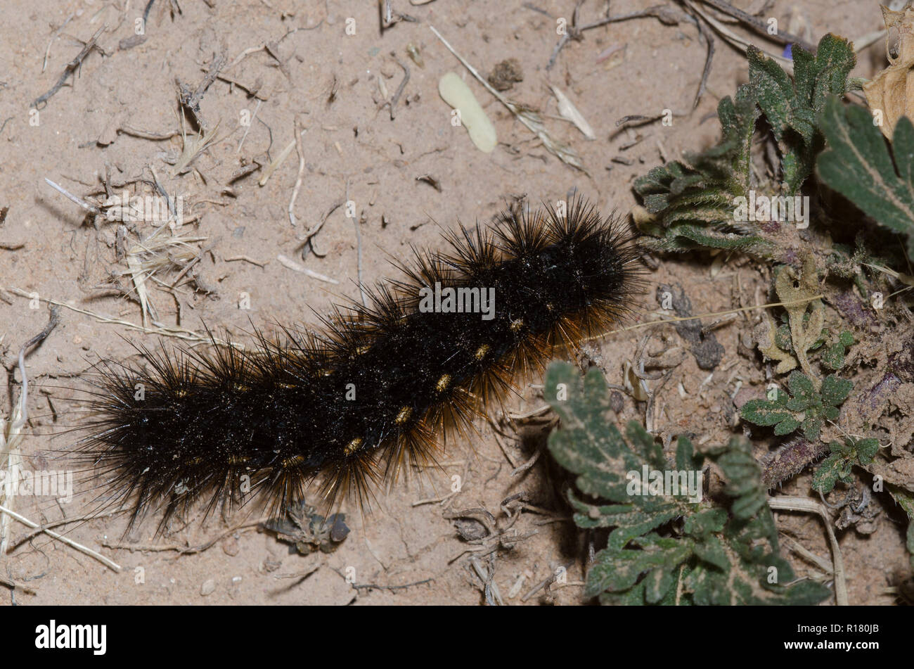 Tiger Moth, Alantesis sp., larva che si nuote su Vervain, Glandularia sp. Foto Stock