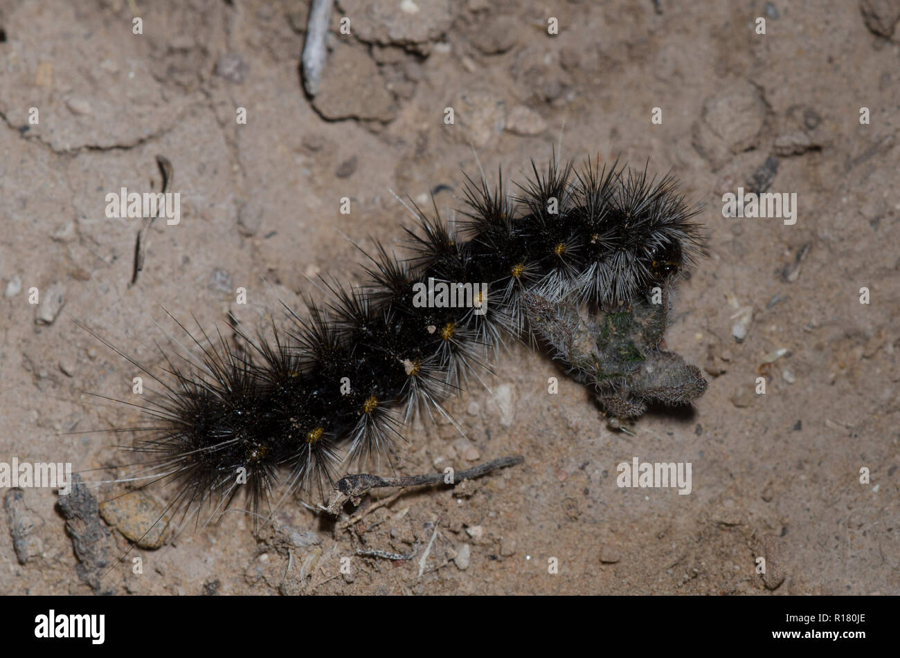 Tiger Moth, Alantesis sp., larva che si nuote su Vervain, Glandularia sp. Foto Stock