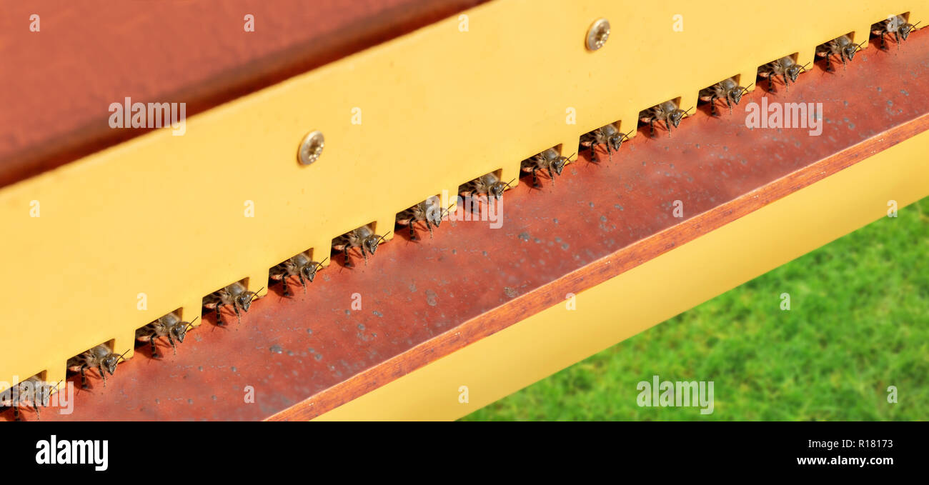 Molte le api mellifere sono in piedi presso l'entrata dell'apiario. Colonia di api pronto per volare fuori, in attesa presso il comando. Foto Stock