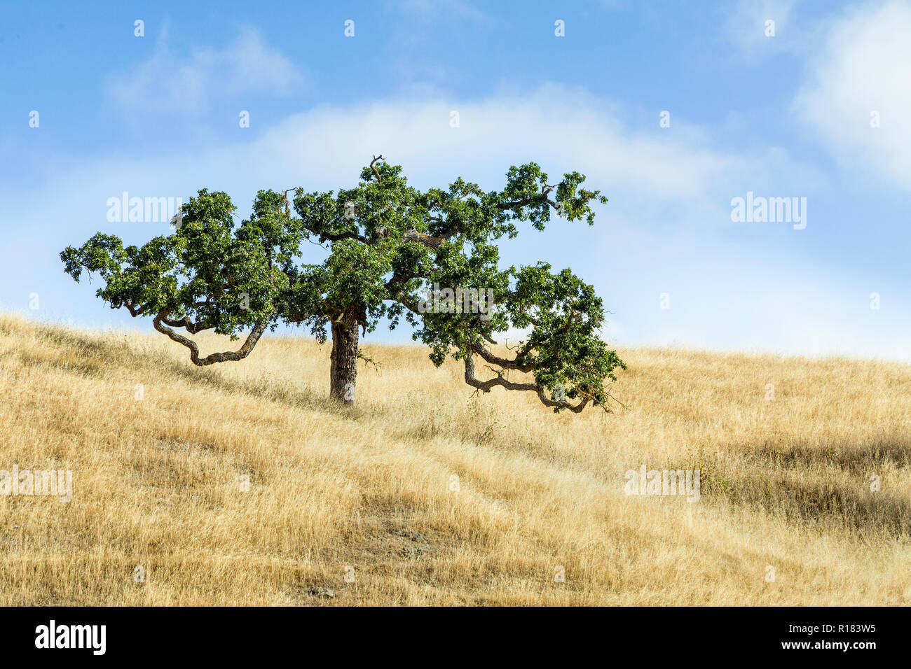 Un albero con rami che torcere e meandro è circondato da una collina di golden erba sotto un nuvoloso cielo blu a Marin County, California. Foto Stock