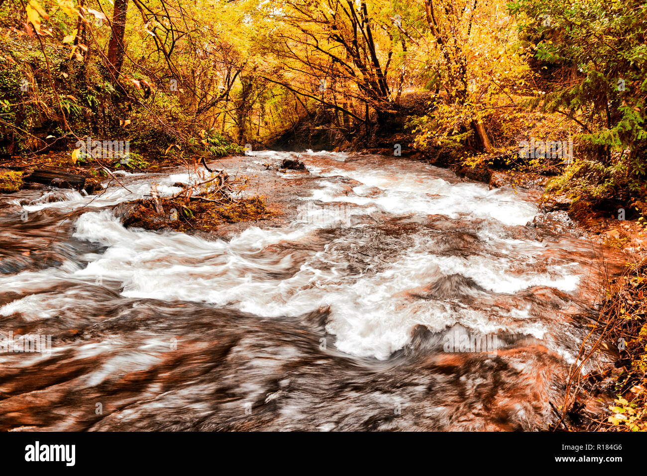 Rapids del flusso nel bosco durante la stagione autunnale Foto Stock