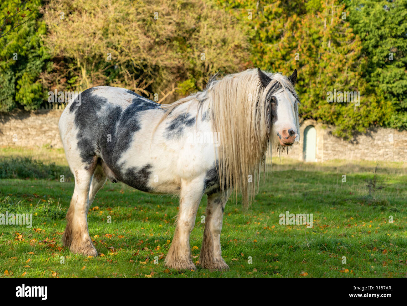 Cavallo al pascolo su Minchinhampton comune; il Cotswolds; Gloucestershire, Regno Unito Foto Stock