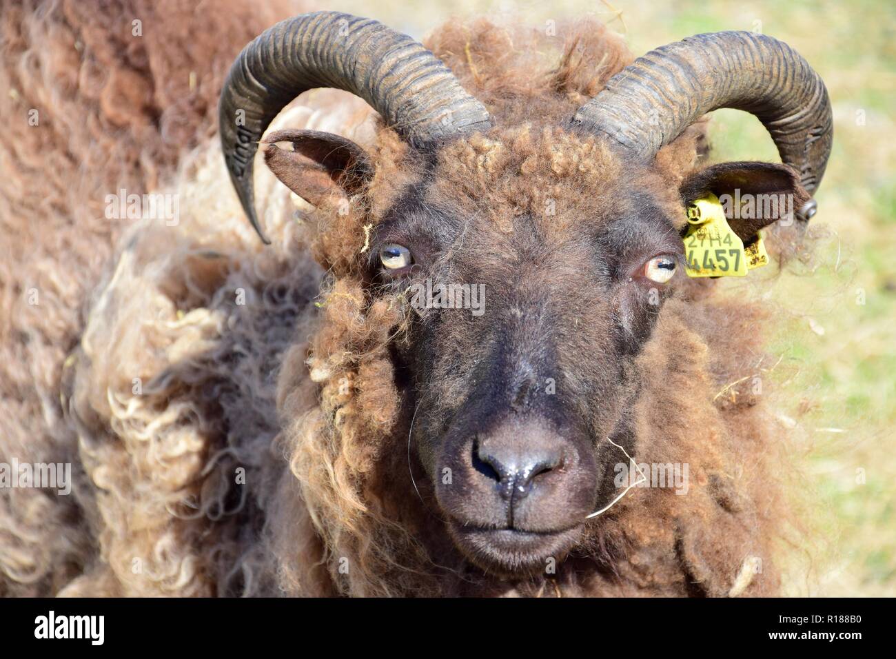 Ritratto di una pecora nera con corna in Islanda, guardando dritto verso la fotocamera. Foto Stock