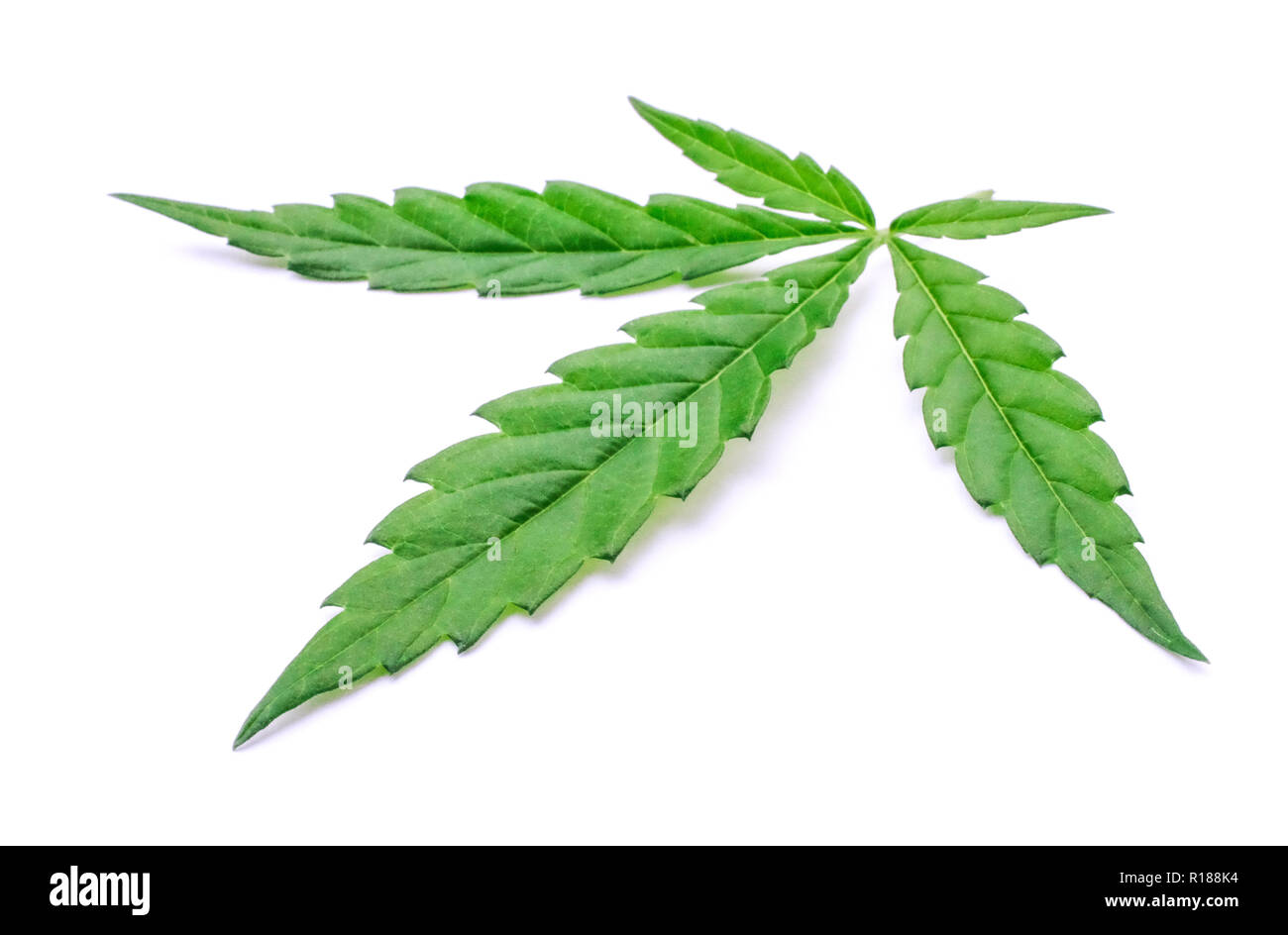 La marijuana weed fumatori sullo sfondo Foto Stock