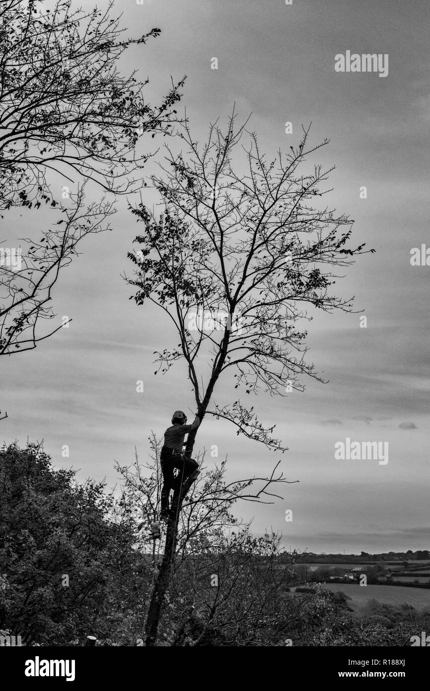 Chirurgo degli alberi, in alto su un albero, in un campo della cornovaglia o in un bosco o in una città della Cornovaglia, chirurgo degli alberi in alto in un albero caduto, smantellare, depurare Foto Stock