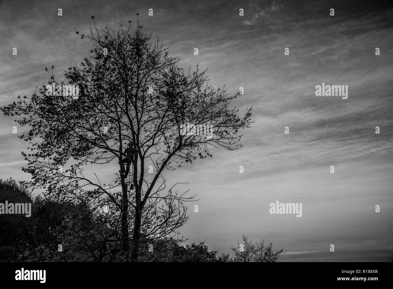 Chirurgo degli alberi, in alto su un albero, in un campo della cornovaglia o in un bosco o in una città della Cornovaglia, chirurgo degli alberi in alto in un albero caduto, smantellare, depurare Foto Stock