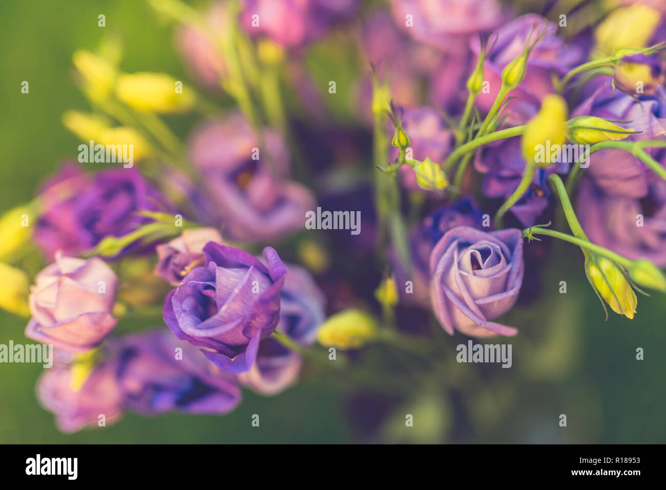 Bellissimi fiori viola nella natura selvaggia, offuscata prato verde dello sfondo. Natura artistica concetto, luminoso fiori viola sul verde erba, sfocata natura Foto Stock