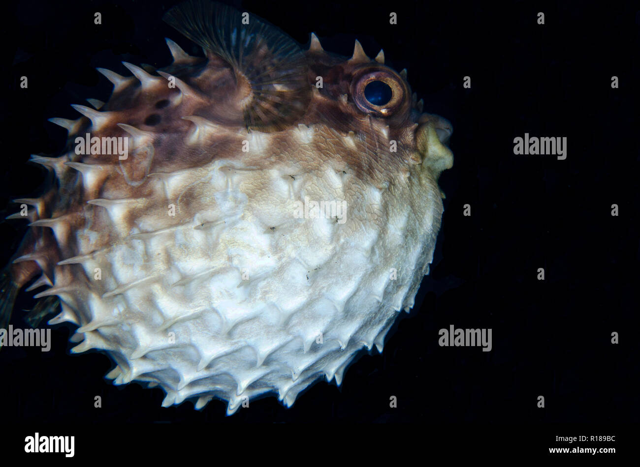 Pesce burrano orbicolare gonfiato, Cyclichthys orbicularis, sito di immersione TK1, Lembeh Straits, Sulawesi, Indonesia Foto Stock