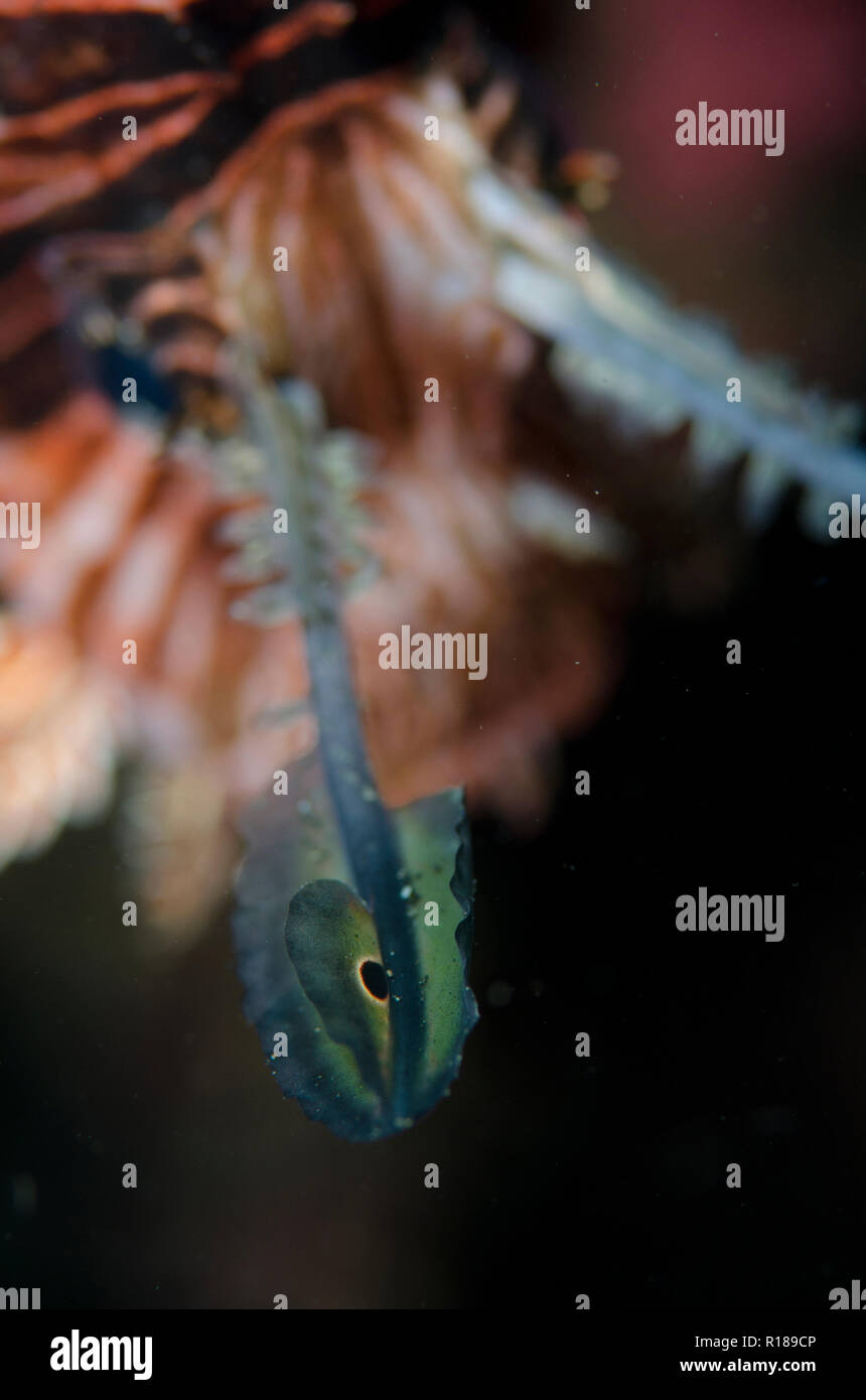 Comune Lionfish, Pterois volitans, occhio marcatura su cirri, TK3 sito di immersione, Lembeh Straits, Sulawesi, Indonesia Foto Stock