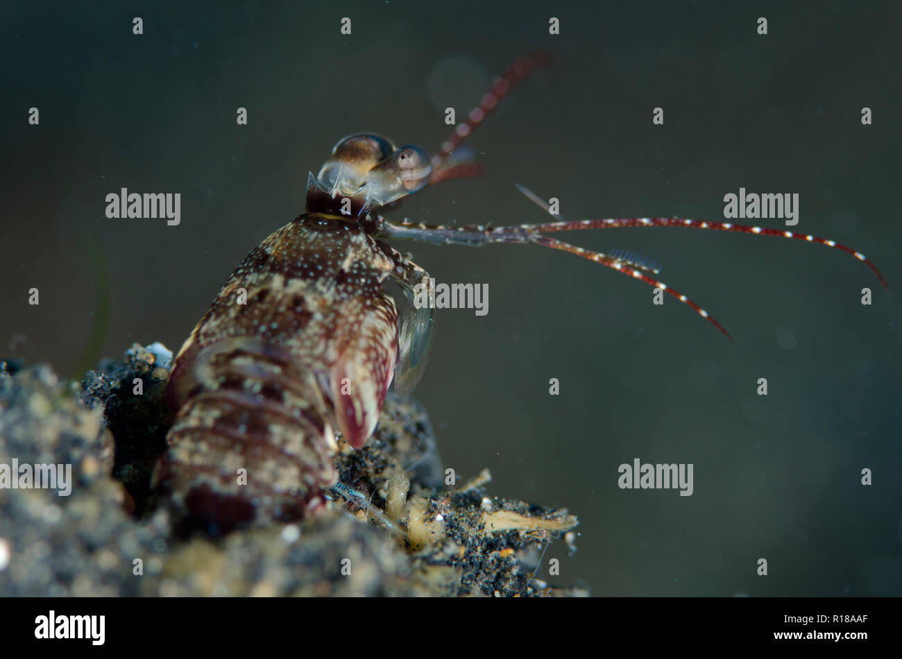 Mantis Shrimp, Haptosquilla sp, TK3 sito di immersione, Lembeh Straits, Sulawesi, Indonesia Foto Stock