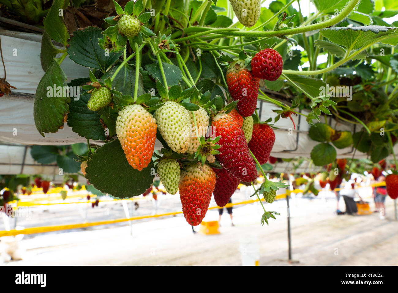 Fragole fresche che vengono coltivate in serra Foto Stock