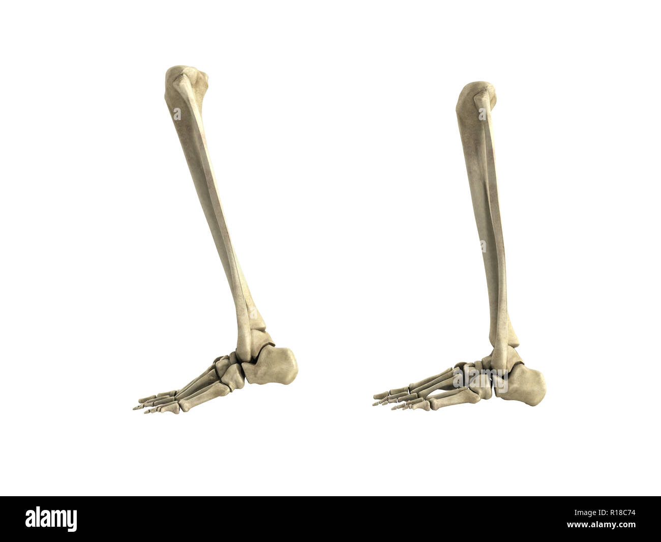 Medical accurata illustrazione della parte inferiore della gamba ossa 3D render nessuna ombra Foto Stock