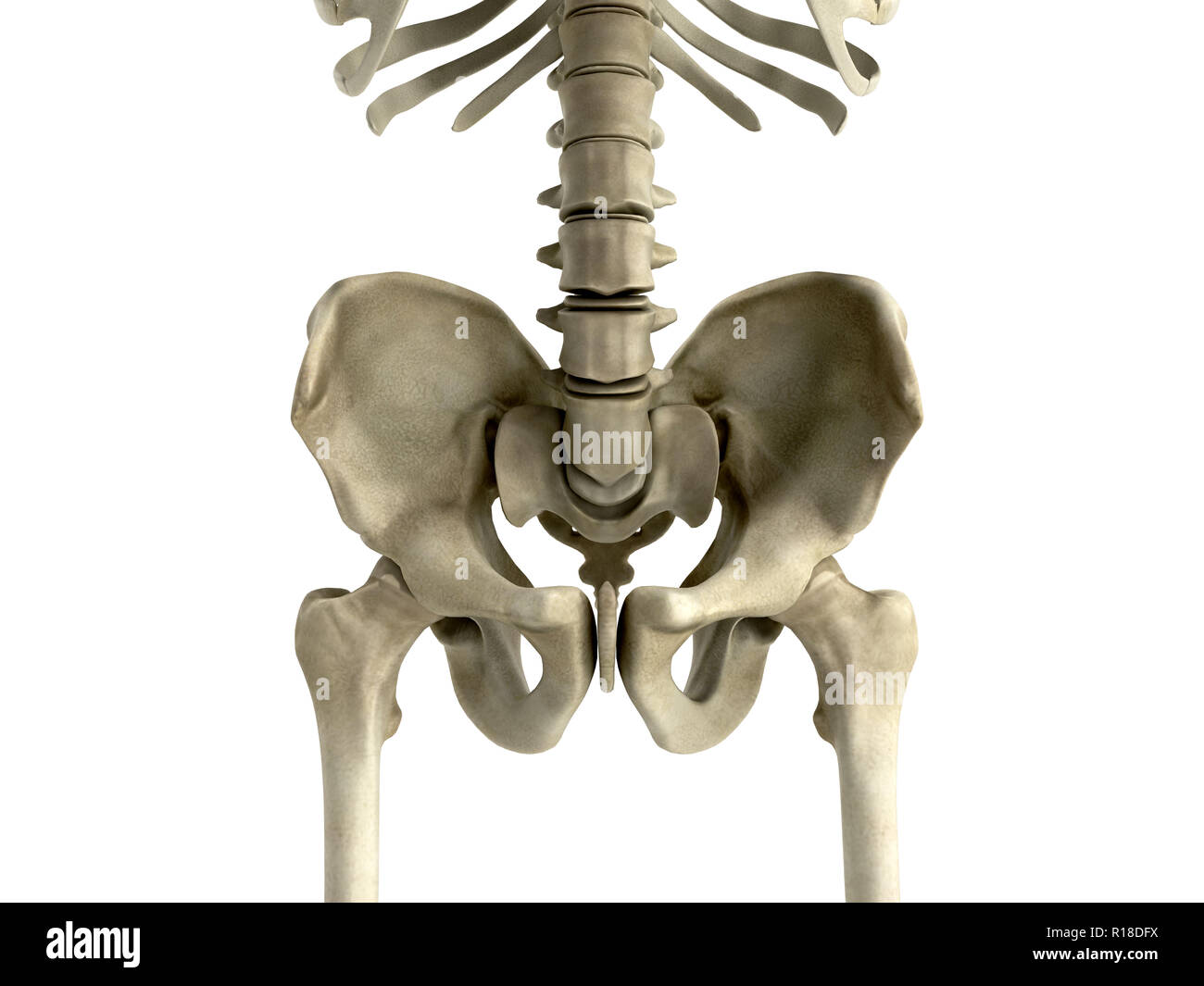 Rendering 3D illustrazione medica di l'osso del bacino su bianco Foto Stock