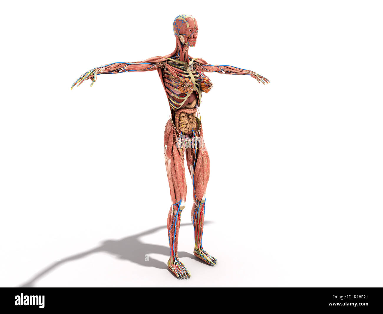 Un corpo femmina anatomia per libri 3d'illustrazione su bianco Foto Stock