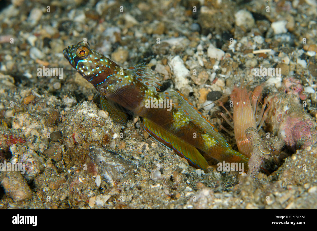 Ampia prescritte ghiozzo, Amblyeleotris latifasciata, con aletta estesa e fare scattare i gamberi Alpheus (sp), Serena Besar sito di immersione, Lembeh Straits, Indonesia Foto Stock