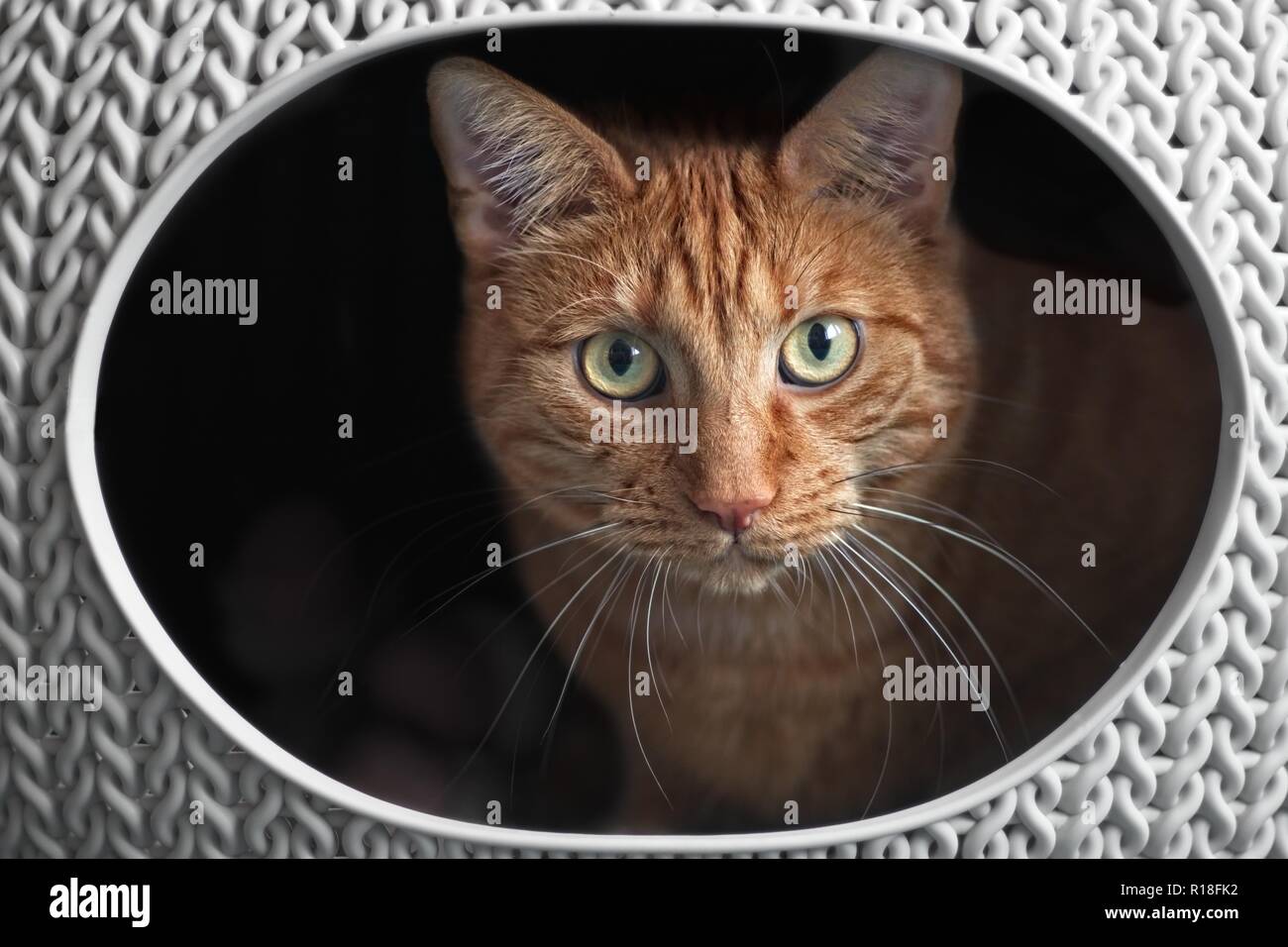 Lo zenzero Cute cat in un cesto cat guardando curioso per la fotocamera. Foto Stock