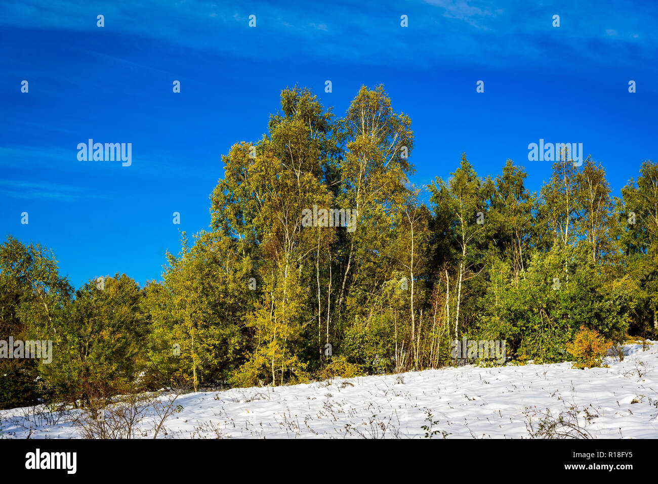 Ben catturato insolito evento - inizio inverno neve su colori d'autunno alberi - un sorprendente contrasto sotto il luminoso cielo blu - bella immagine Foto Stock