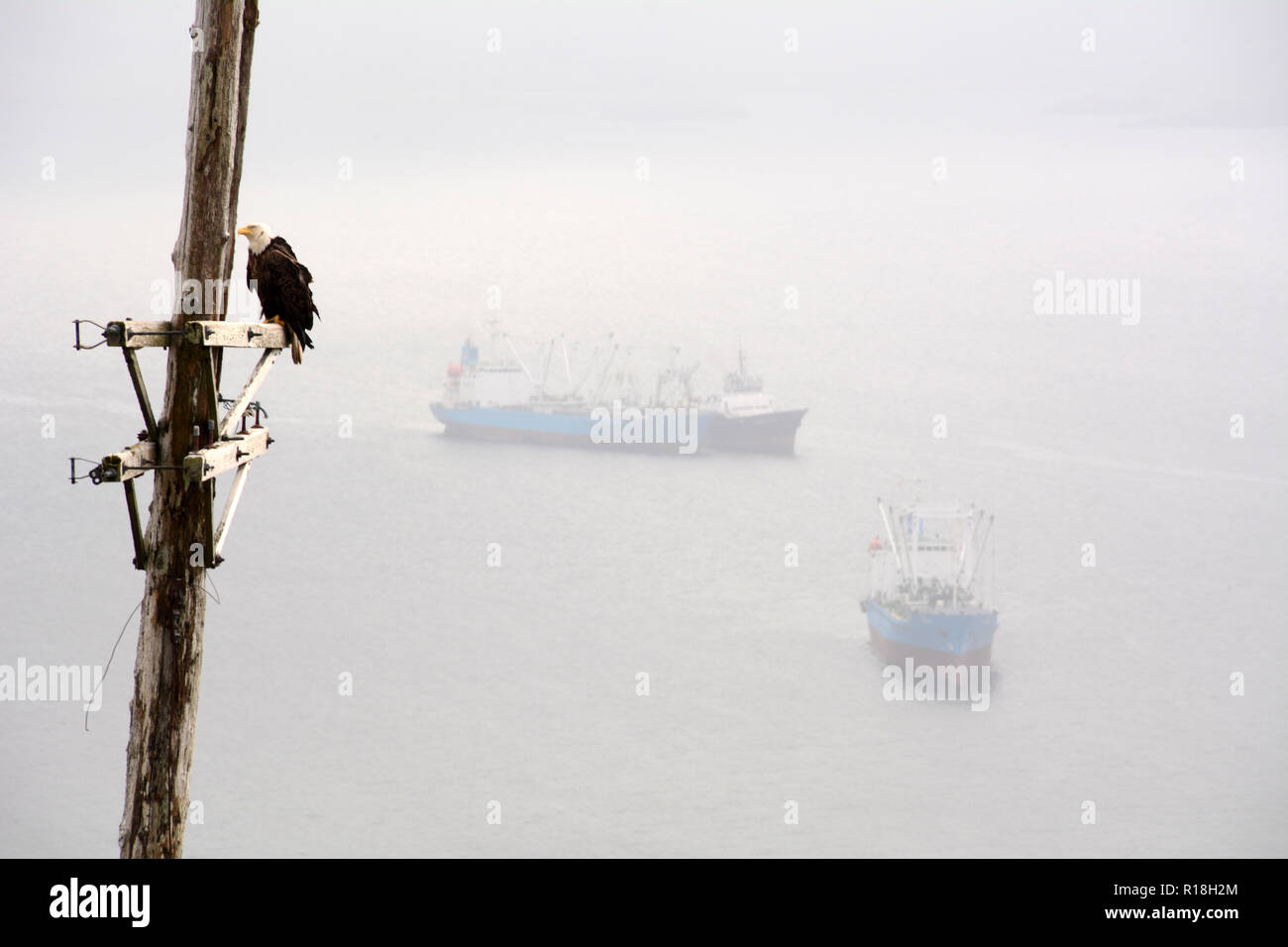 Un aquila calva appollaiato su un vecchio polo elettrico con due navi portacontainer in distanza, sopra la città di Harbor olandese, Unalaska Isola, Alaska, Stati Uniti d'America. Foto Stock