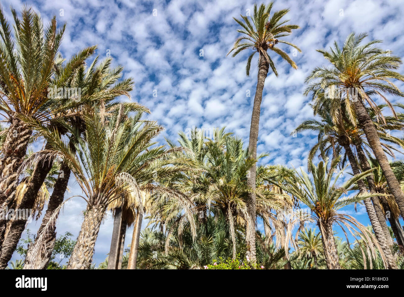 Spagna, palme di Elche, famoso luogo turistico, giardino della regione palmeral Elche Valencia con palme Foto Stock