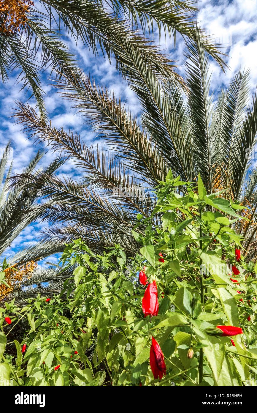 Spagna, palme di Elche, famosa località turistica, Elche palmeral, giardino della regione di Valencia con palme Foto Stock